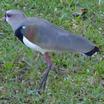 Southern Lapwing